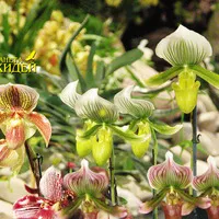 Növekvő orchideák papucs (pafiopedilum