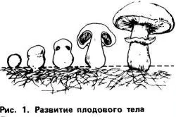 Cultivarea ciupercilor în seră, cu mâinile lor