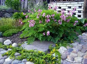 Отглеждане Dicentra видове открито поле, засаждане и грижи, цвят снимка