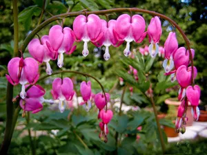 Отглеждане Dicentra видове открито поле, засаждане и грижи, цвят снимка