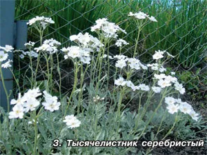 Cultivarea yarrow