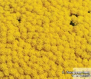 Cultivarea yarrow