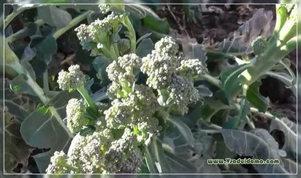 Cultivarea broccoli în etapele ulterioare, site-ul de grădină, cabana și plante de apartament