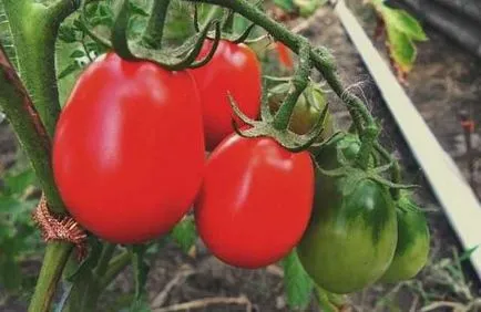 Noi creștem la soiurile de tomate cabana sare de acoperire