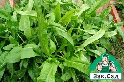 Cultivarea Sorrel pe un pervaz