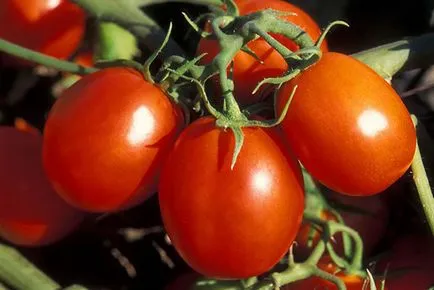 Noi creștem la soiurile de tomate cabana sare de acoperire