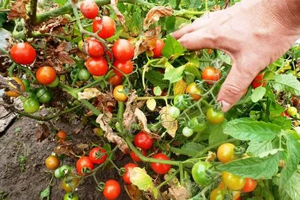 Noi creștem la soiurile de tomate cabana sare de acoperire