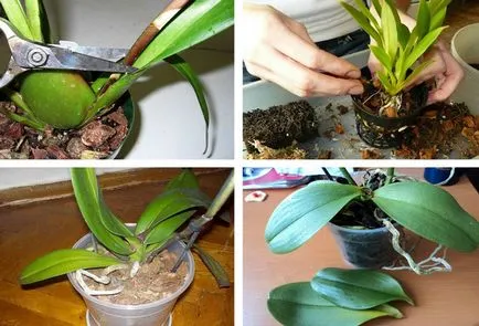 Növekvő orchideák otthoni tenyésztés, ültetés és gondozás