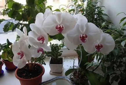 Növekvő orchideák otthoni tenyésztés, ültetés és gondozás