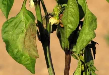 Paprika termesztés fő problémákat és módjaik