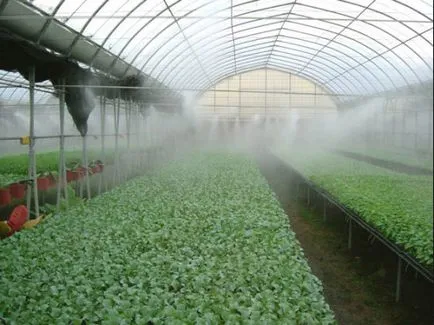 Növekvő káposzta egy üvegházban a vetőmag termés elmélet és táblák