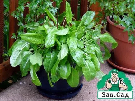 Cultivarea Sorrel pe un pervaz