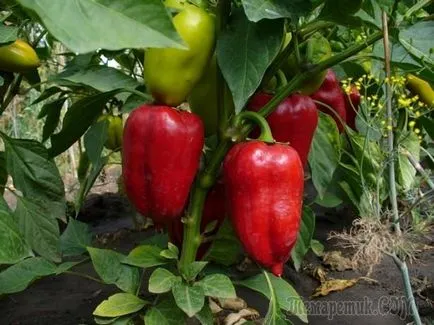 Paprika termesztés fő problémákat és módjaik