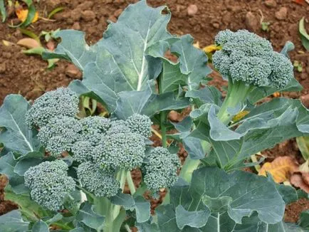 Cultivarea broccoli din semințe în grădină
