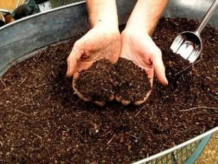 Отглеждане броколи от семена в градината