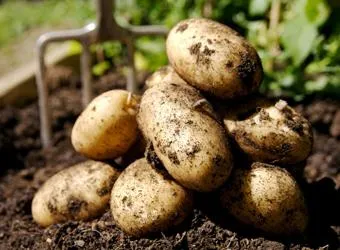 Високодобивни сортове картофи описание вещи