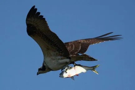 Într-o zonă naturală vieți Osprey - pasăre de pradă