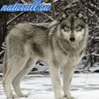 Wolf, дивата природа България