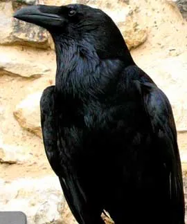 Raven, животни