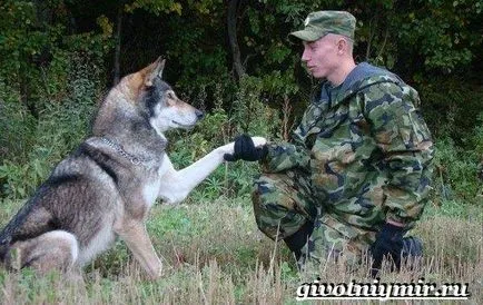 câine Volkosob
