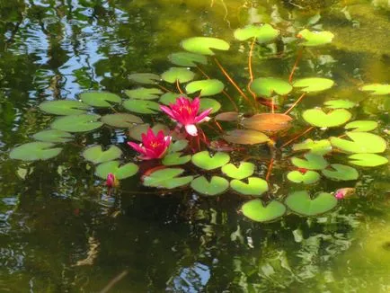 Opt cauze majore ale nimfe cu flori sărace în piscină decorative