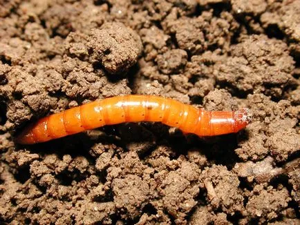 Daunatori gradina moduri de a lupta, gradina mea - sfaturi de vară