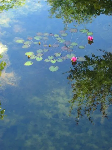 Opt cauze majore ale nimfe cu flori sărace în piscină decorative