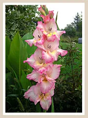 Toate florile - plantarea și îngrijirea gladiole - cultivarea, creșterea, îngrijirea