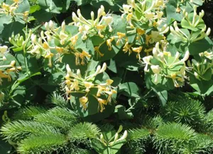 Орлови нокти катерене растение в градината Perfoliate