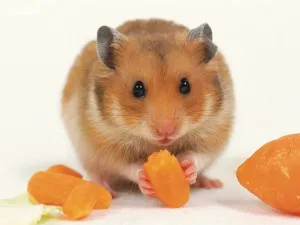 Hamster gyöngyök, gyöngyök, szövés és hímzés rendszerek üveggyöngyből