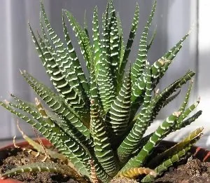 îngrijire la domiciliu Haworthia (udare, transplantare, lumina)