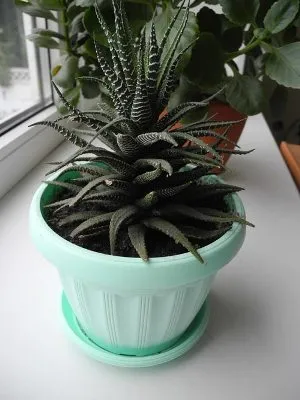 îngrijire la domiciliu Haworthia (udare, transplantare, lumina)