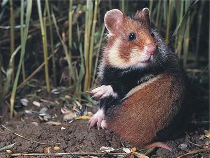 Hamster, összefoglalók tanulságok