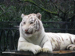 Yalta Zoo poveste