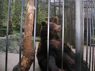 Yalta Zoo poveste