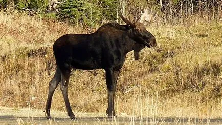 Yle finn történészek még mindig vitatkoznak szovjet harci elk, vörös hadsereg