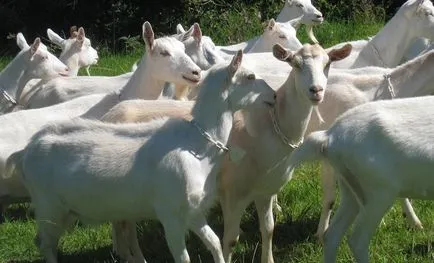 Saanen kecskék tenyésztése leírás, tartalom, gondoskodás, ár, fotó