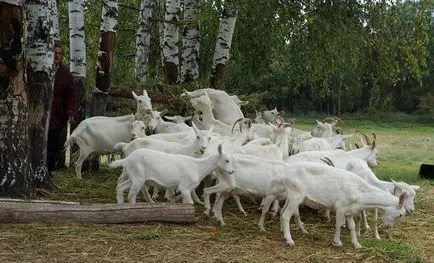 Saanen kecskék tenyésztése leírás, tartalom, gondoskodás, ár, fotó