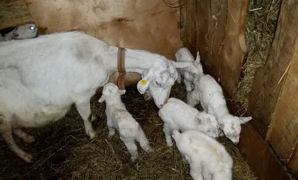 Saanen kecskék tenyésztése leírás, tartalom, gondoskodás, ár, fotó