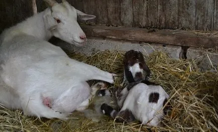 Saanen kecskék tenyésztése leírás, tartalom, gondoskodás, ár, fotó