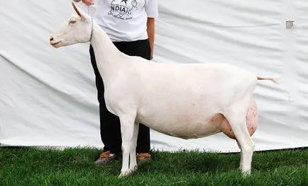 Saanen kecskék tenyésztése leírás, tartalom, gondoskodás, ár, fotó