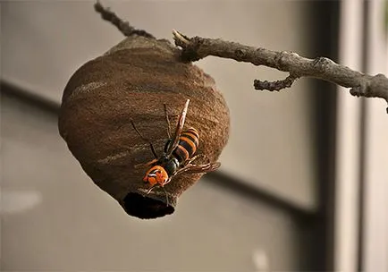 Hornet habitat japonez, stilul de viață, riscul la om