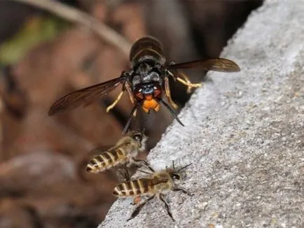 Hornet habitat japonez, stilul de viață, riscul la om