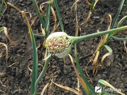 Primăvară și usturoi de iarnă soiuri, cultivarea și întreținerea