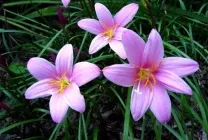 Zephyranthes (30 снимки) грижи в дома, бели, розови, видове и сортове, защо не цъфти,