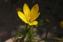 Zephyranthes (30 снимки) грижи в дома, бели, розови, видове и сортове, защо не цъфти,