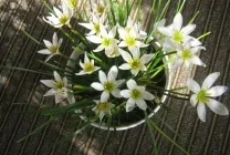 Zephyranthes (30 снимки) грижи в дома, бели, розови, видове и сортове, защо не цъфти,