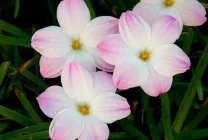 Zephyranthes (30 снимки) грижи в дома, бели, розови, видове и сортове, защо не цъфти,