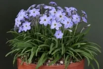 Zephyranthes (30 снимки) грижи в дома, бели, розови, видове и сортове, защо не цъфти,