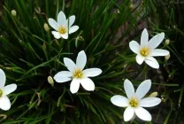 Zephyranthes (30 снимки) грижи в дома, бели, розови, видове и сортове, защо не цъфти,